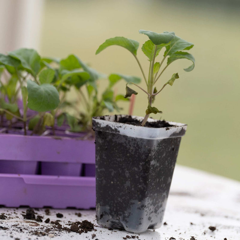 Load image into Gallery viewer, Seed Starter Pots - 2.5" Extra Strength

