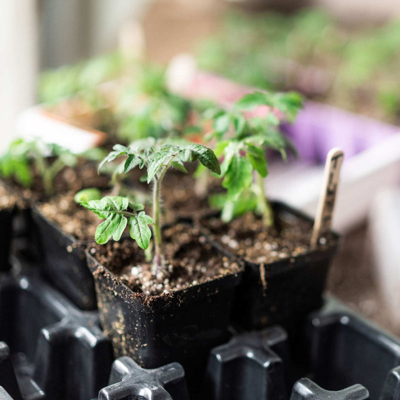 Load image into Gallery viewer, Seed Starter Pots - 2.5" Extra Strength
