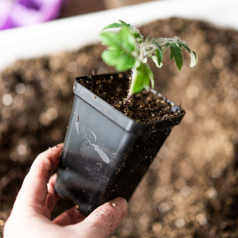 Seed Starter Pots - 2.5