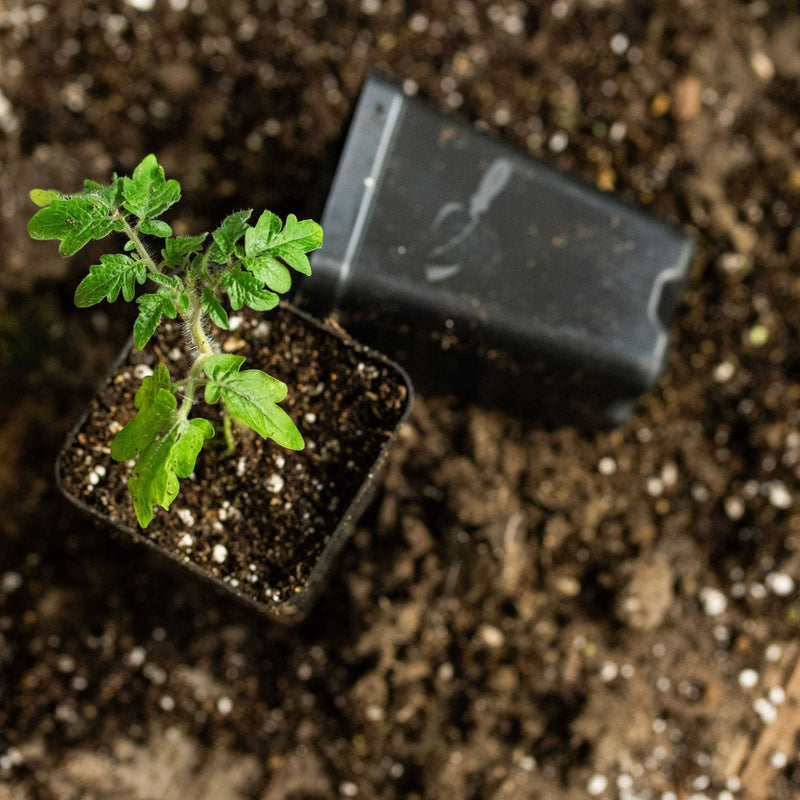 Load image into Gallery viewer, 32-Cell Reusable Plant Starter Trays with Inserts
