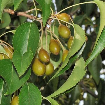 Dusky Pear Tree seeds package, GrowTime Garden Supply