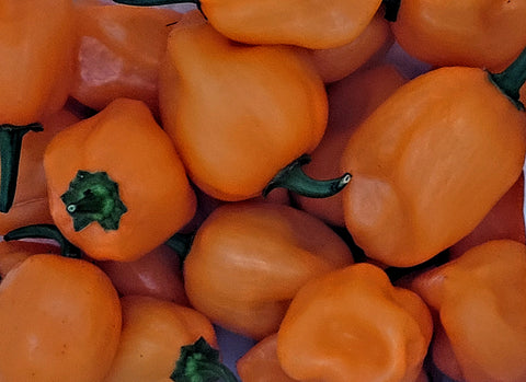 Heirloom Organic Orange Scotch Bonnet Pepper seeds package, GrowTime Garden Supply