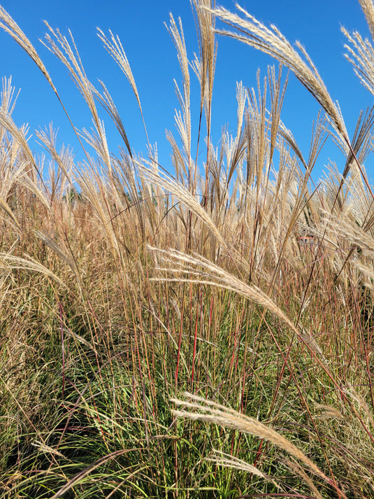 Silver Feather Maiden Grass | Miscanthus sinensis 'Silberfeder'