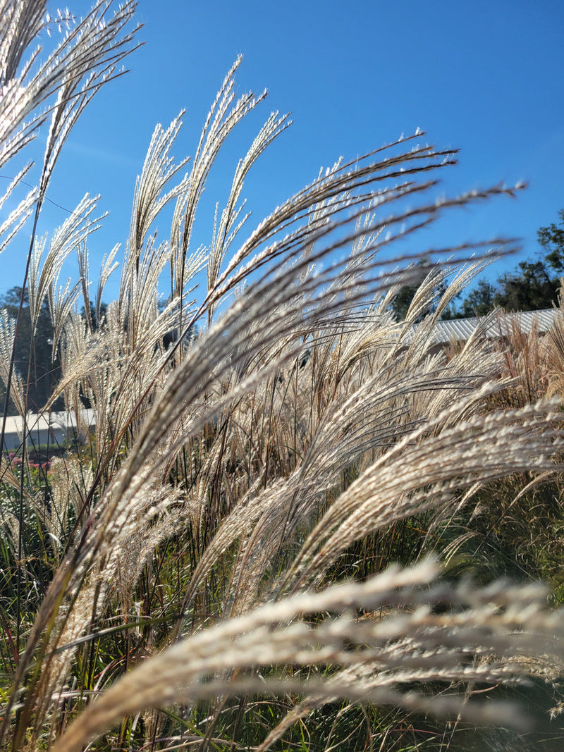 Load image into Gallery viewer, Silver Feather Maiden Grass | Miscanthus sinensis 'Silberfeder'
