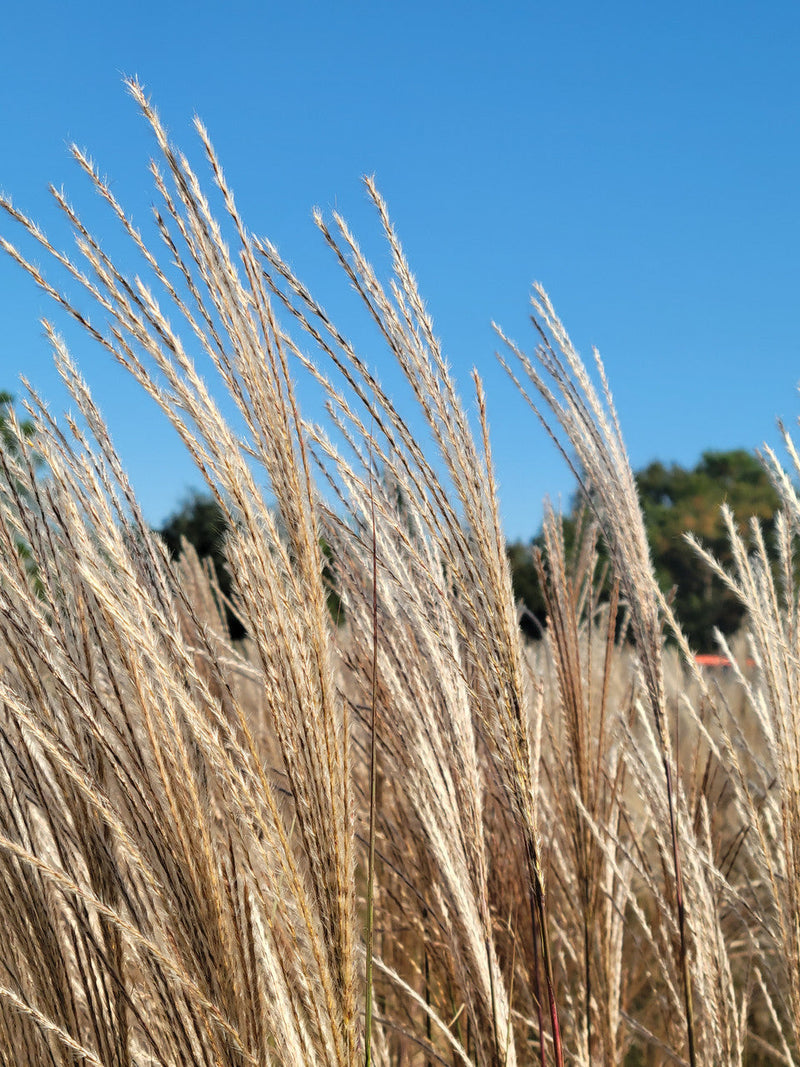 Load image into Gallery viewer, Silver Feather Maiden Grass | Miscanthus sinensis 'Silberfeder'
