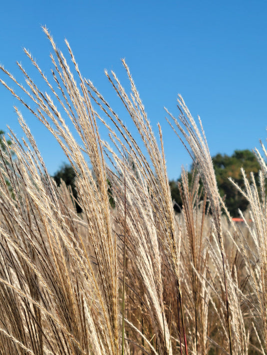 Silver Feather Maiden Grass | Miscanthus sinensis 'Silberfeder'