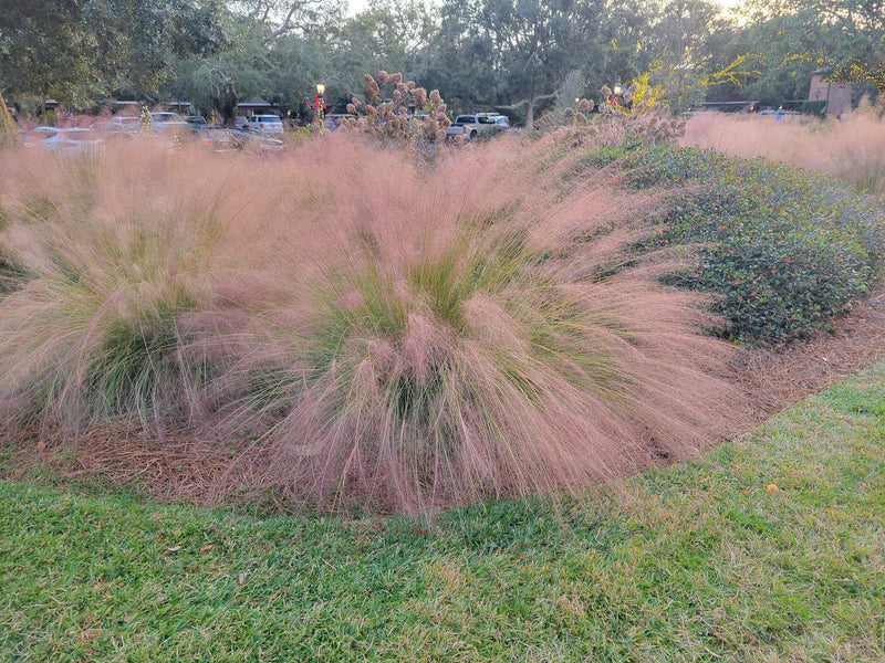 Load image into Gallery viewer, Pink Muhly Grass | Mulenbergia capillaris
