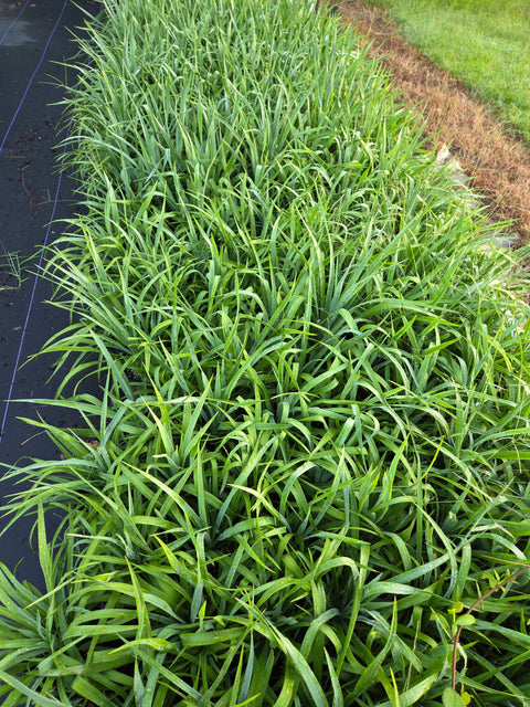 Yucca pendula | Soft Leaf Yucca, additional product view 2