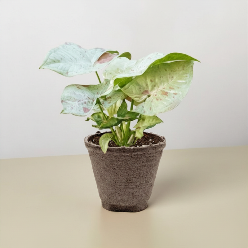 Load image into Gallery viewer, Syngonium 'Milk Confetti'
