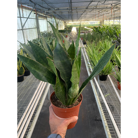 Snake Plant Jaboa