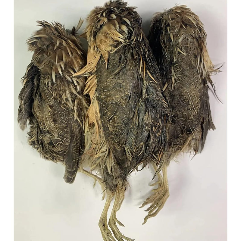 Load image into Gallery viewer, Quail Whole Pray dehydrated for Bird Dog Training or Falconry
