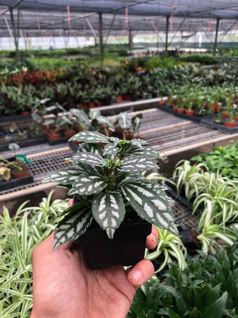 Load image into Gallery viewer, Pilea 'Aluminum'
