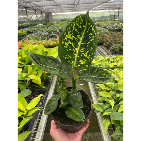 Dieffenbachia Reflector