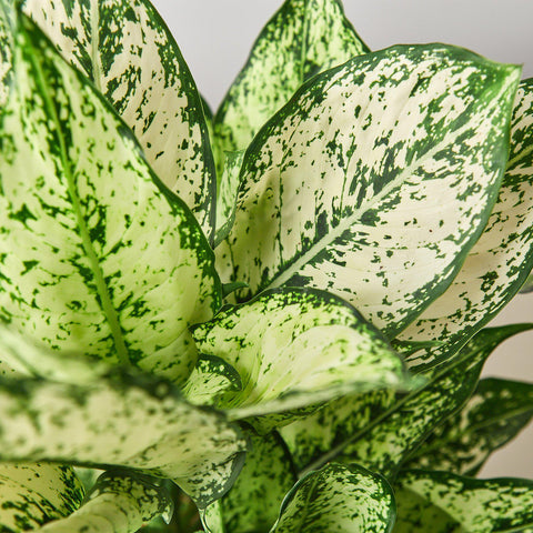 Chinese Evergreen 'First Diamond', additional product view 2