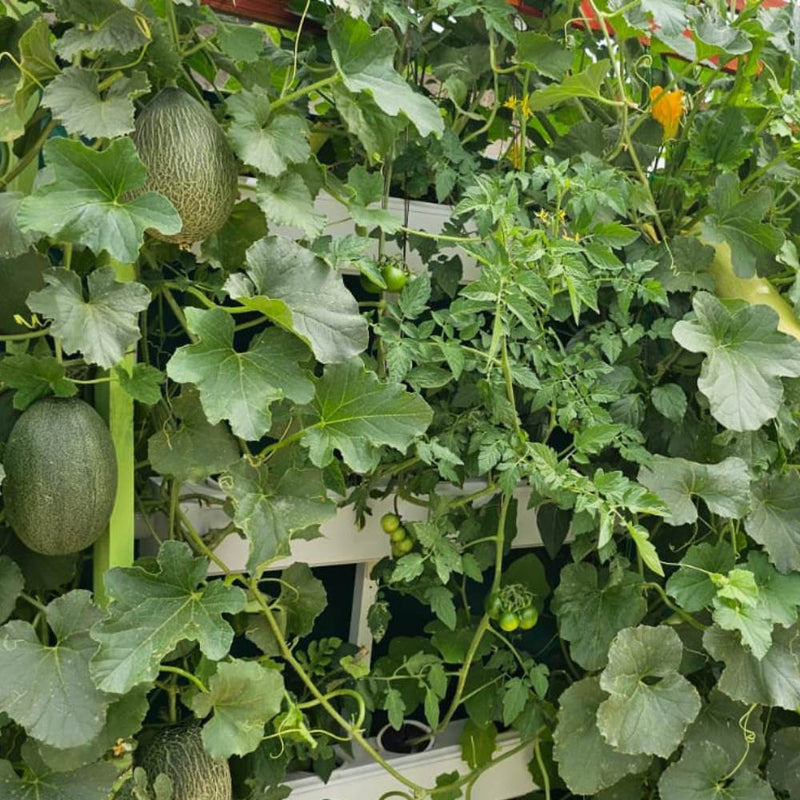 Load image into Gallery viewer, Wally 32 – Hydroponic Vertical System for Growing 32 Greens and Fruits
