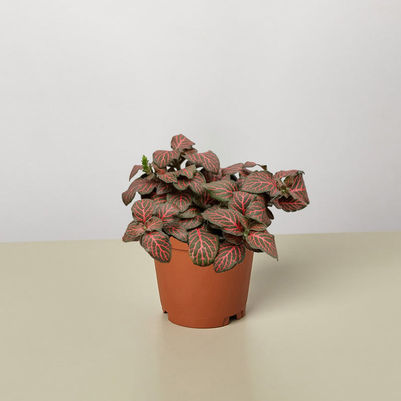 Load image into Gallery viewer, Fittonia 'Red'
