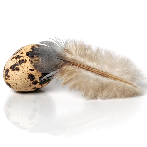 Load image into Gallery viewer, Fresh Quail Eggs Laid in the US
