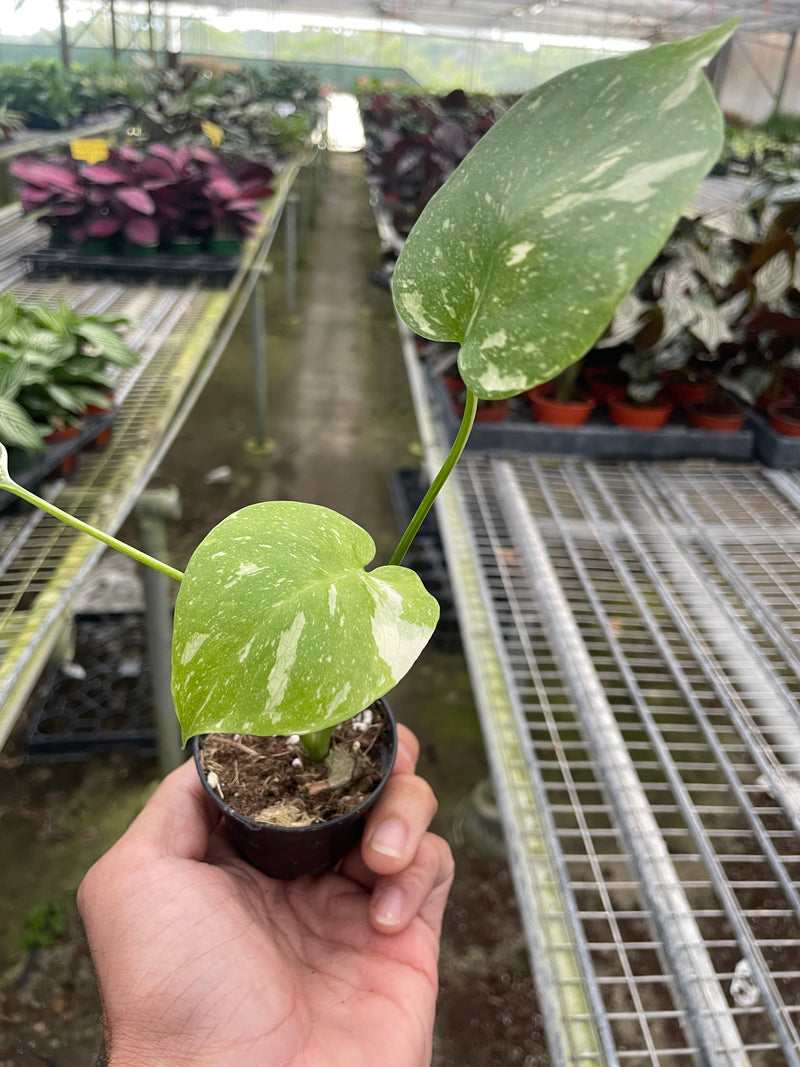 Load image into Gallery viewer, Monstera 'Thai Constellation'
