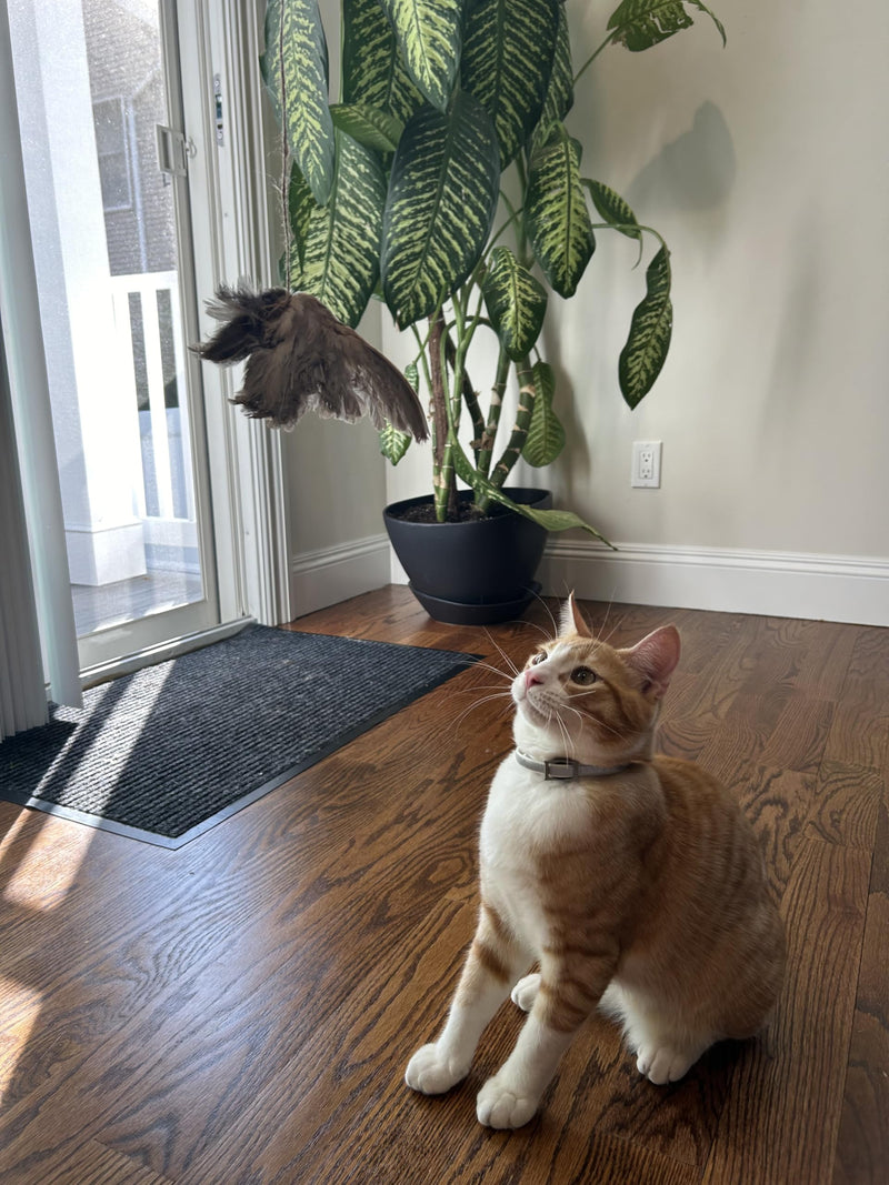Load image into Gallery viewer, Wing on String Cat Toy - Real Bird Wing Dog Training Supplies &amp; Accessories, Quail Wing Bird Scent Interactive Play for Cats, Hunting Dog Training Bird Retrieval Cat Trainer
