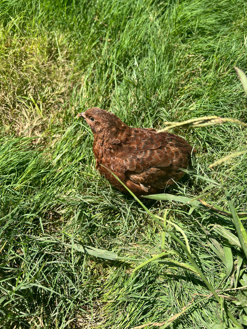 Load image into Gallery viewer, Red Range Coturnix Quail Hatching Eggs

