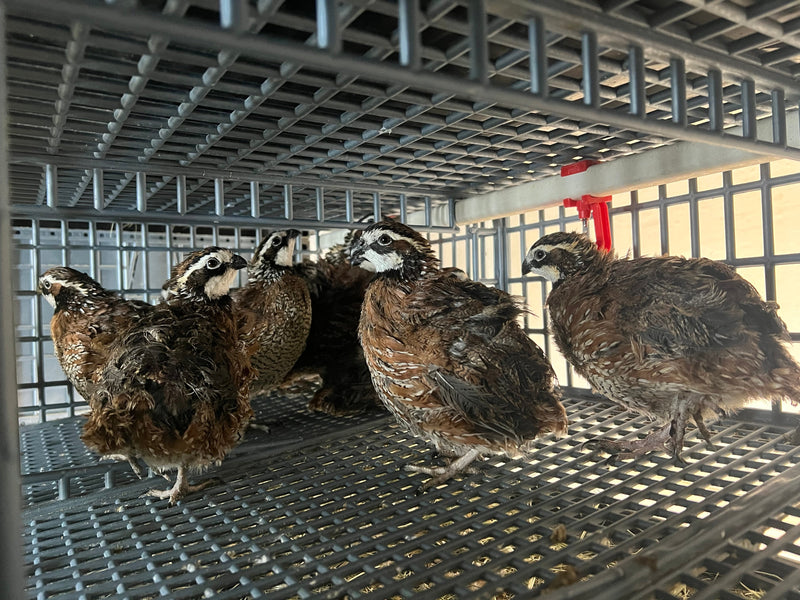 Load image into Gallery viewer, Georgia Giant Quail Hatching Eggs
