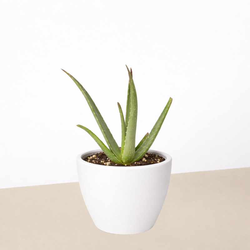 Load image into Gallery viewer, Aloe Vera
