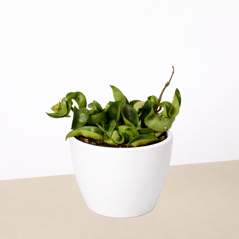 Load image into Gallery viewer, Hoya Rope Plant
