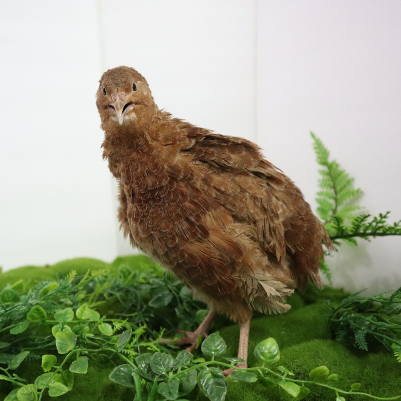 Load image into Gallery viewer, Red Range Coturnix Quail Hatching Eggs
