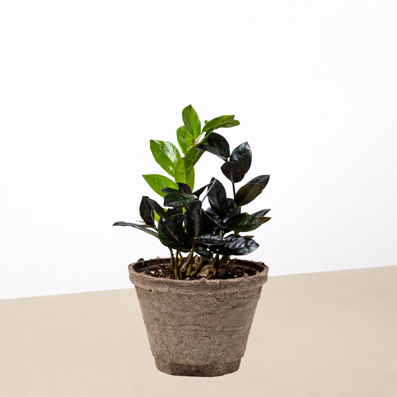 Load image into Gallery viewer, ZZ Zamioculcas 'Black Queen'
