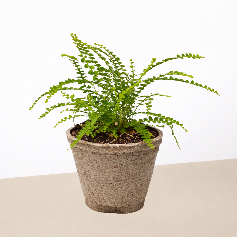 Load image into Gallery viewer, Lemon Button Fern
