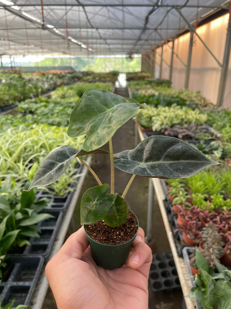 Load image into Gallery viewer, Alocasia Polly 'African Mask'
