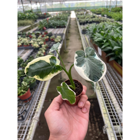 Alocasia 'Mickey Mouse' (Xanthosoma sagittifolium 'Variegatum Monstrosum'), additional product view 2