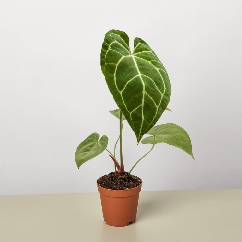 Load image into Gallery viewer, Anthurium Crystallinum
