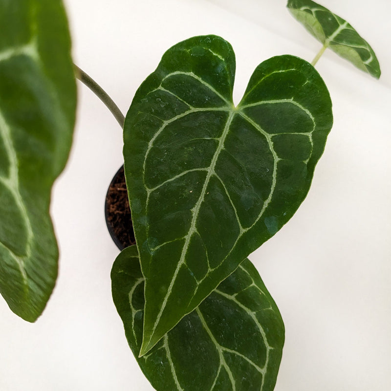 Load image into Gallery viewer, Anthurium Crystallinum

