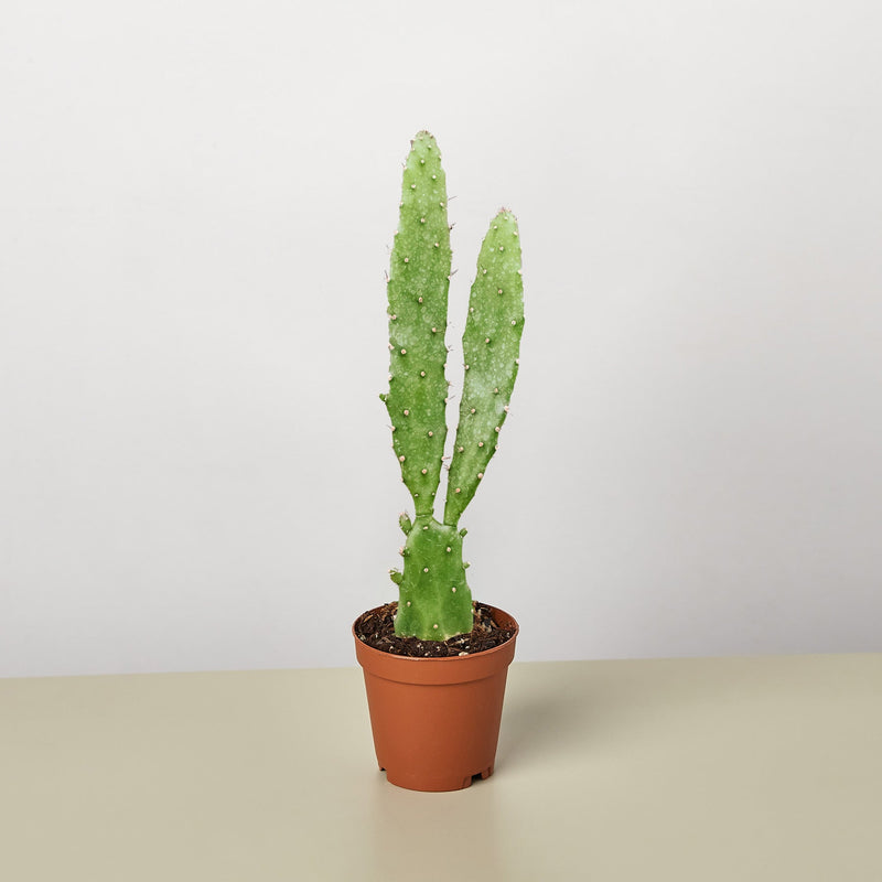 Load image into Gallery viewer, Drooping Prickly Pear Cactus
