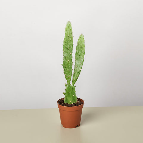 Drooping Prickly Pear cactus