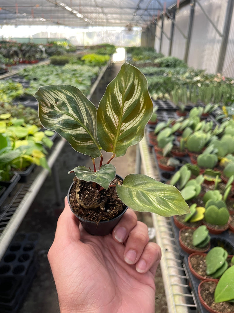 Load image into Gallery viewer, Calathea 'Makoyana'
