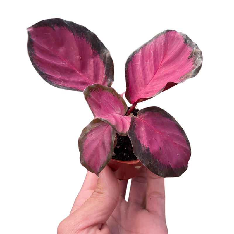 Load image into Gallery viewer, Calathea 'Purple Rose'
