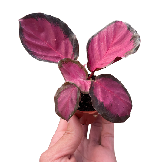 Calathea 'Purple Rose'