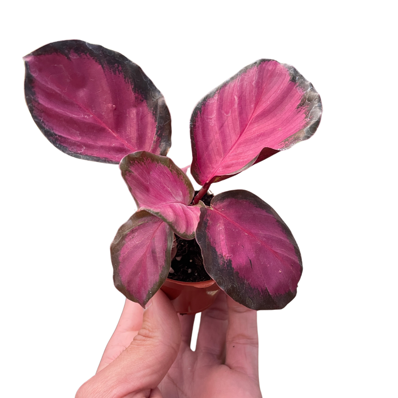 Load image into Gallery viewer, Calathea 'Purple Rose'
