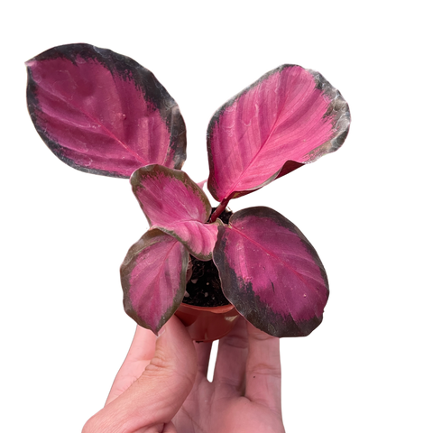 Calathea Purple Rose