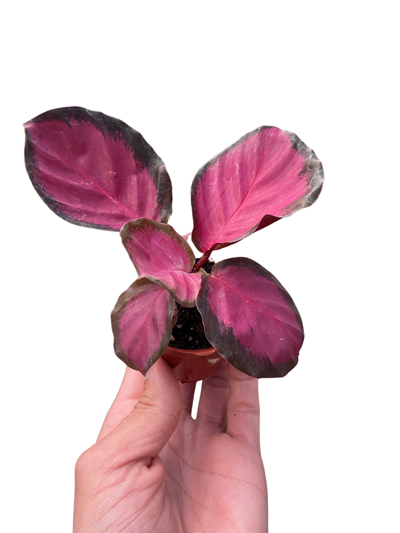 Load image into Gallery viewer, Calathea 'Purple Rose'

