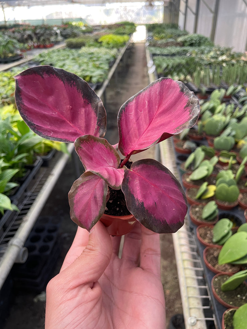 Load image into Gallery viewer, Calathea 'Purple Rose'
