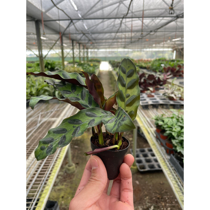 Load image into Gallery viewer, Calathea Lancifolia 'Rattlesnake'
