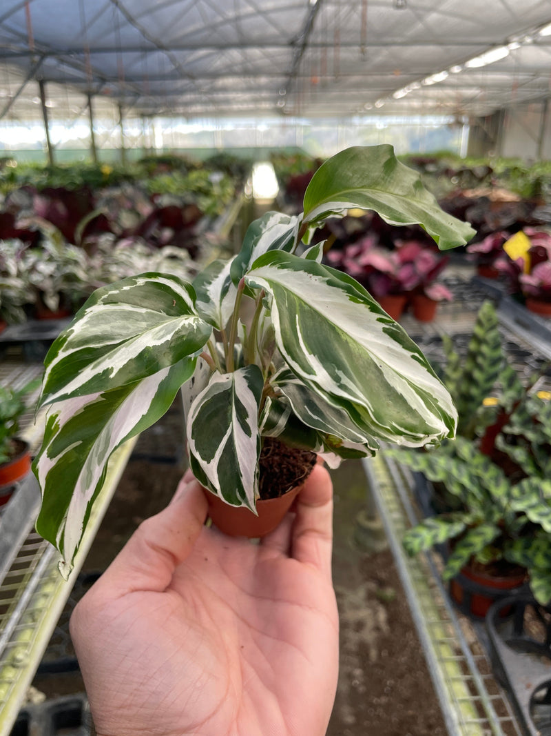 Load image into Gallery viewer, Calathea 'White Fusion'

