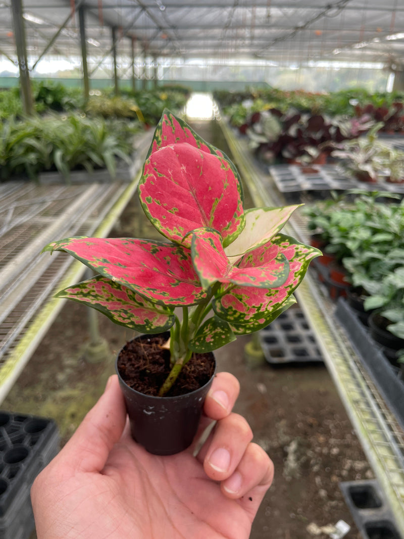 Load image into Gallery viewer, Chinese Evergreen 'Lady Valentine'
