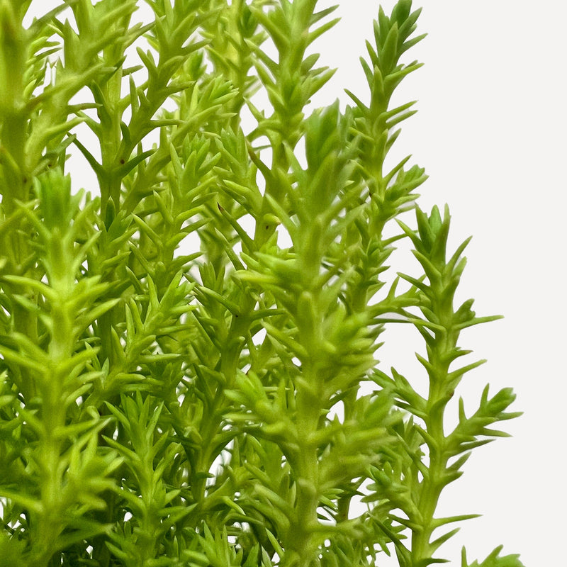 Load image into Gallery viewer, Cypress Lemon
