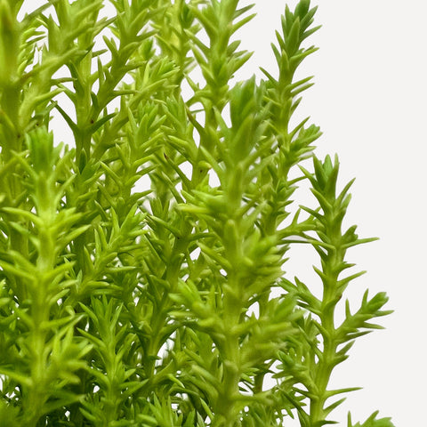 Cypress Lemon, additional product view 2
