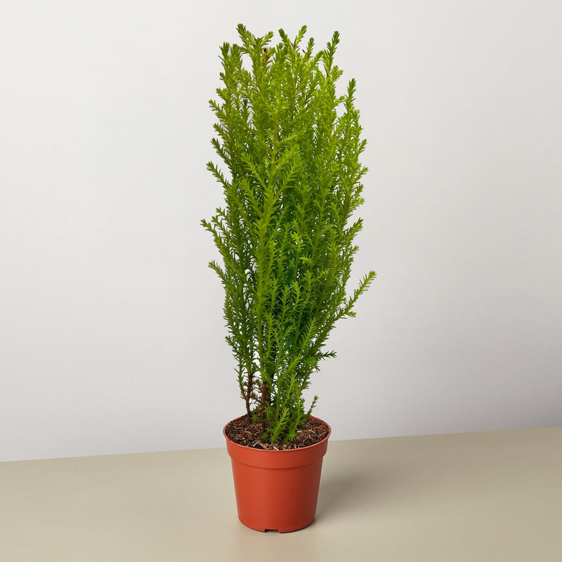 Load image into Gallery viewer, Cypress Lemon
