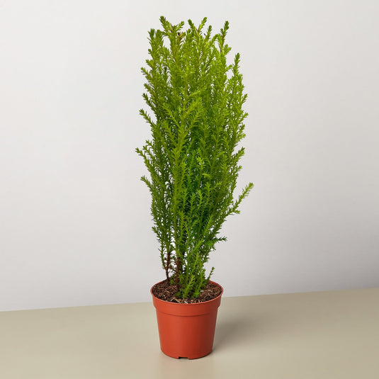 Cypress Lemon